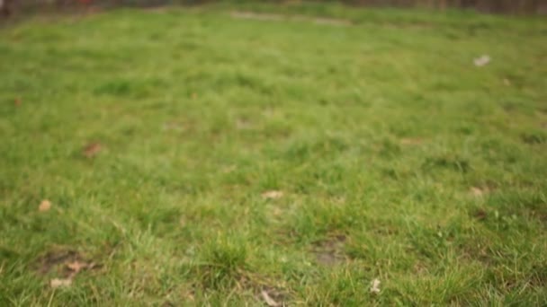 Захисна медична маска і рукавички лежать на траві. Підліток збирає сміття з трави. Епідемія короновірусу ковідо-19 та екологія. Медичні відходи. Забруднення навколишнього середовища — стокове відео