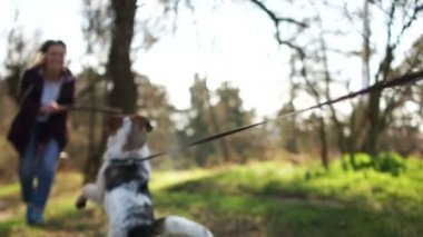 Mutlu erkek köpek, neşeyle metresiyle tanışır. Bir kız yavru köpeğiyle sopayla oynuyor. Hayvan Bakımı, Karantina Yürüyüşü