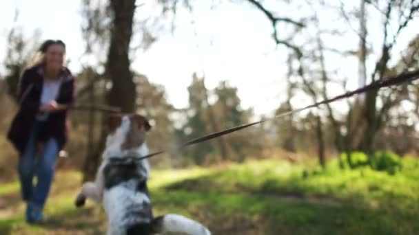 Boldog hím kutya örömmel találkozik a szeretőjével. Egy lány játszik a terrier kiskutyájával egy bottal. Állatgondozás, karantén séta — Stock videók