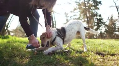 Genç ve güzel evcil köpek, tavuklarla dolu bir sopayla genç metresinin arkasına atlıyor. Bahar parkında köpek yürüyüşü. Karantina yürüyüşü