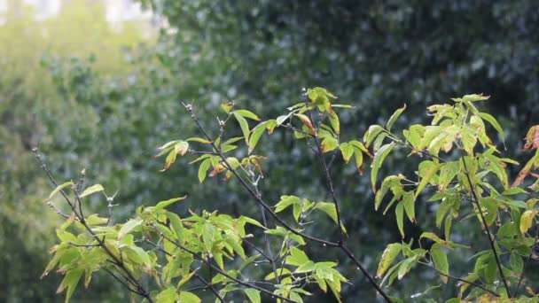 Closeup of branch blowing on the wind, with raindrops dripping — Stock Video