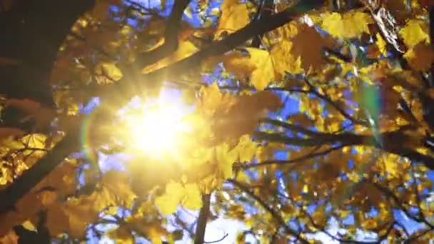 Close-up beeld van de herfst geel laat blazen op de wind — Stockvideo