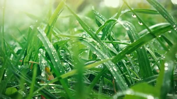 Indah lapangan rumput, menutup tembakan makro, tetesan hujan jatuh, matahari shininng — Stok Video