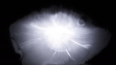 Güzel beyaz suluboya mürekkebi siyah arka plan üzerine düşer, boya bloom kanama, daire organik akış genişleyen, splatter saf zemin üzerinde yayılan. Hareketli grafikler, dijital kompozisyon için mükemmel 