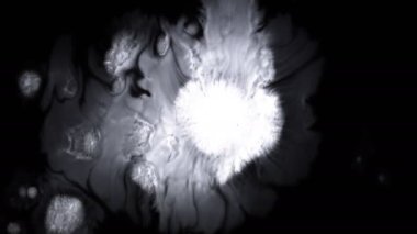 Güzel beyaz suluboya mürekkebi siyah arka plan üzerine düşer, boya bloom kanama, daire organik akış genişleyen, splatter saf zemin üzerinde yayılan. Hareketli grafikler, dijital kompozisyon için mükemmel 