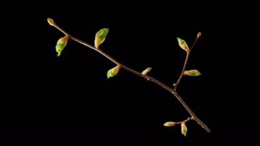 Alfa şeffaflık kanalı ile açılış yaprakları tomurcukları ile çiçekaçan ağaç dalları zaman atlamalı , siyah ve beyaz parlaklık mat ile izole, film için mükemmel, dijital kompozisyon