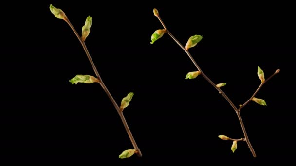 アルファ透明チャネルを持つ葉の芽を開く開花木の枝の時間経過は フィルム デジタル組成物に最適な黒と白の輝度マットで隔離 — ストック動画
