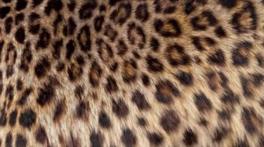 benekli leopar kürk yakın 