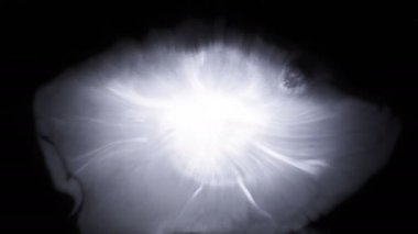 Güzel beyaz suluboya mürekkebi siyah arka plan üzerine düşer, boya bloom kanama, daire organik akış genişleyen, splatter saf zemin üzerinde yayılan. Hareketli grafikler, dijital kompozisyon için mükemmel 