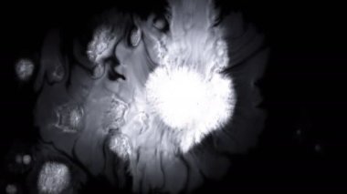 Güzel beyaz suluboya mürekkebi siyah arka plan üzerine düşer, boya bloom kanama, daire organik akış genişleyen, splatter saf zemin üzerinde yayılan. Hareketli grafikler, dijital kompozisyon için mükemmel 