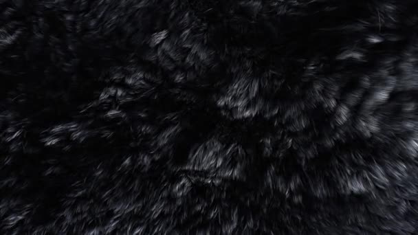 Pelliccia Orso Nero Vicino — Video Stock