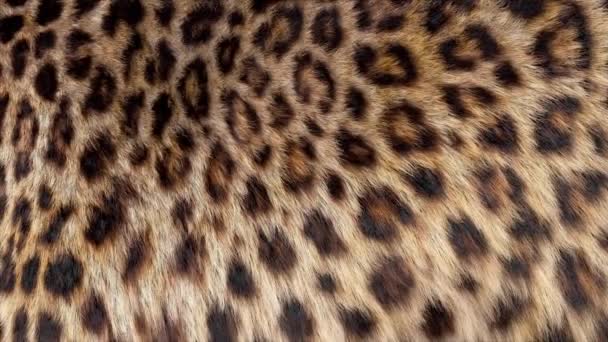 Geflecktes Leopardenfell Aus Nächster Nähe — Stockvideo