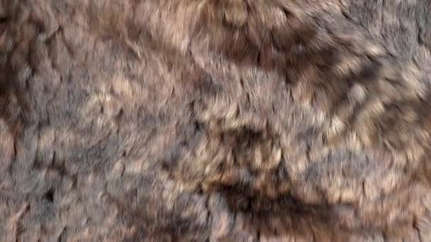 Brown Bear Fur Close — Stock Video