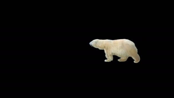 北极熊在黑屏上穿过框架 真实拍摄 在阿尔法通道上与黑白亮度哑光相分离 非常适合数字合成 3D制图 — 图库视频影像