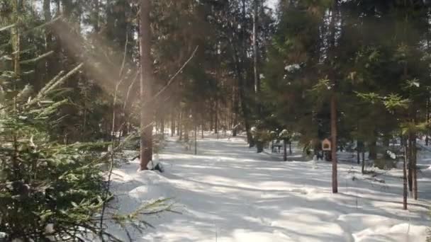 絵のように美しい冬の森を美しい太陽に照らされて歩く 黄金の太陽の光が木の枝を貫通し 雪の結晶がふわふわの雪のドリフトに足の下に落ちる 木造鳥小屋が完成 — ストック動画