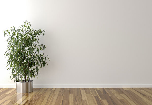 Planta interior en solitario y pared en blanco en fondo — Foto de Stock