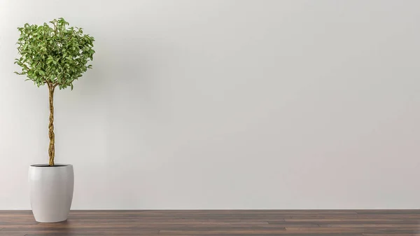 Szobanövények-egy üres szobában egy fehér fal a háttérb — Stock Fotó