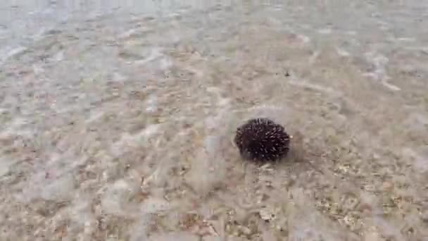 Ein Seeigel Auf Einem Kiesstrand Spielt Mit Den Wellen — Stockvideo