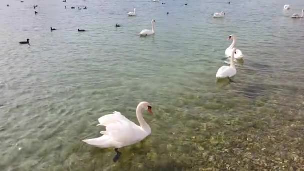 Hermosos Cisnes Lago — Vídeo de stock