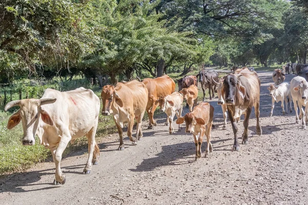 Cows on the road 39 in Nicaragua — Stock Photo, Image