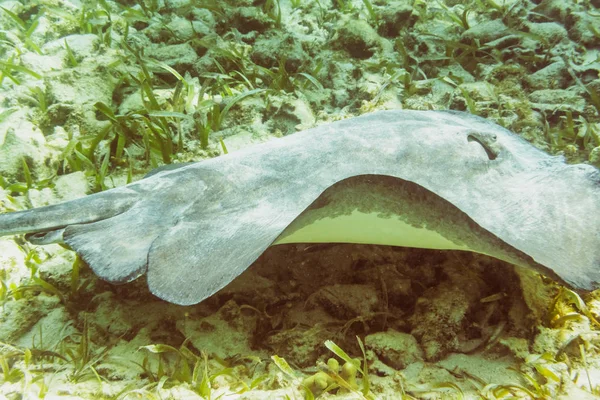 Pesci grigi nella barriera corallina vicino a Caye Caulker in Belize — Foto Stock