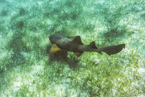 Mondo sottomarino nella barriera corallina vicino a Caye Caulker in Belize — Foto Stock