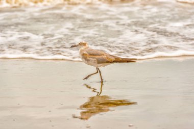 Panama'da bir plajda besleme kum kuşu