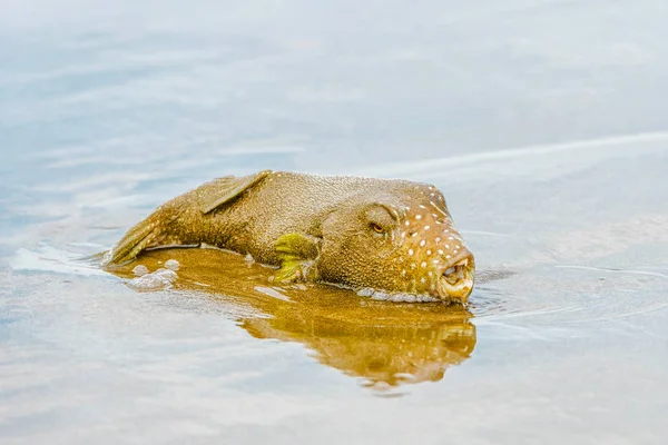 Pesce istrice a Panama sulla spiaggia della penisola di Azuero . — Foto Stock