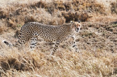 Cheetah Tanzanya'daki Serengeti Ulusal Parkı.