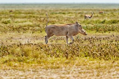 Yaban domuzu, Serengeti Phacochoerus africanus.