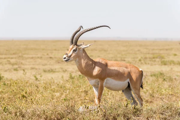 Impala antelope in Africa — Stock Photo, Image