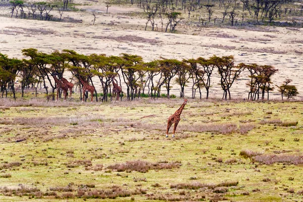 Girafa no Parque Nacional Serengeti, Tanzânia . — Fotografia de Stock