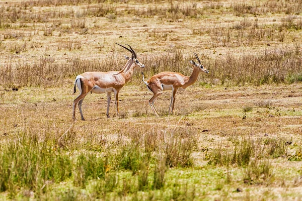 Impala antílopes em África — Fotografia de Stock