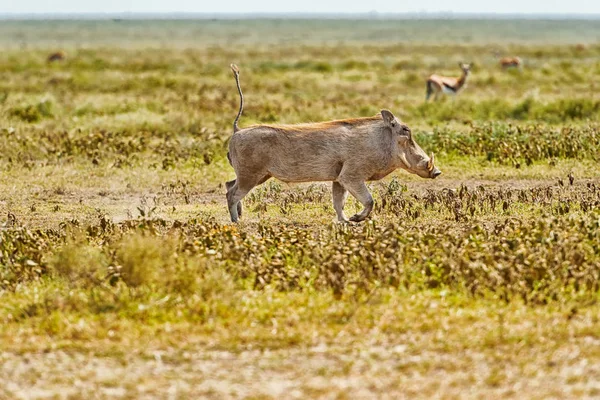 Warzenschwein, phacochoerus africanus in der Serengeti. — Stockfoto