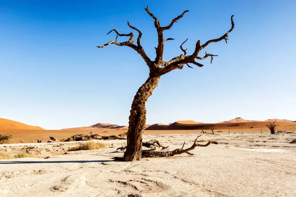 Dead Vlei рядом с Сесрием в Намибии — стоковое фото