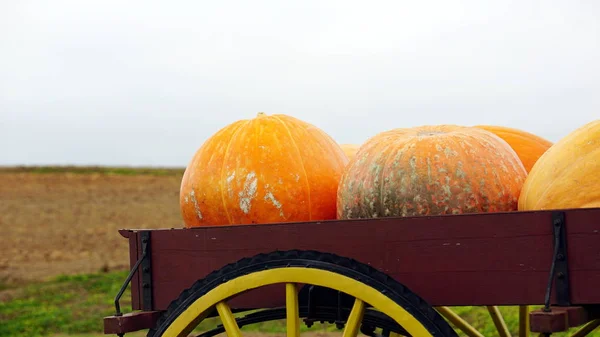 Pumpkins in the grassland — Stock Photo, Image
