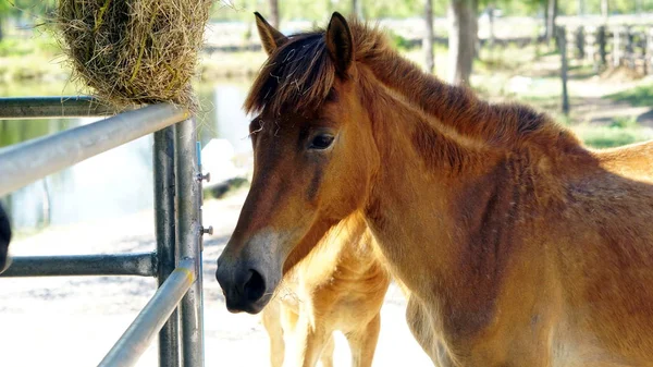 Feeding the horse in the stables — Stock Photo, Image