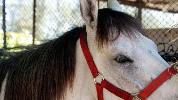 Feeding the horse in the stables — Stock Photo, Image