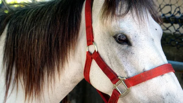 Feeding the horse in the stables — Stock Photo, Image