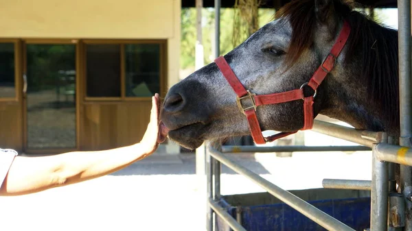 Feeding the horse in the stables — Stock Photo, Image