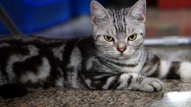 Sasa-bir Amerikan kısa saç öldü