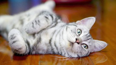 SAB-bir Amerikan kısa saç öldü