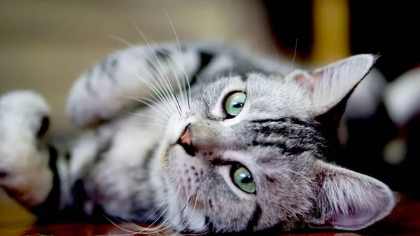 SAB - коротковолосая кошка Стоковая Картинка