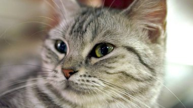 Mimi-bir Amerikan kısa saç öldü