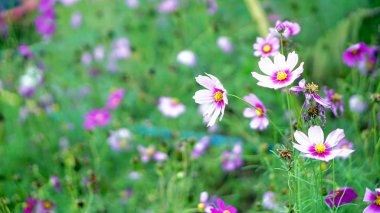 Cosmos çiçek alanı.