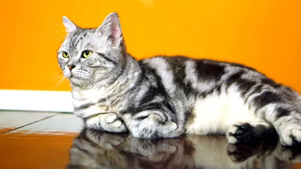 Reus is een Amerikaanse korte haar kat — Stockfoto