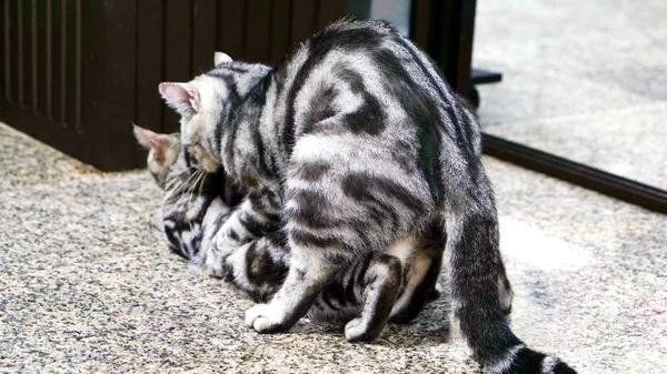 바닥에 번 식 하는 고양이 — 스톡 사진