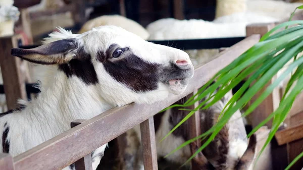 Feed for donkey at the farm in holiday