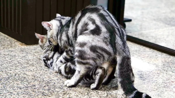 Cats breeding on the floor Stock Photo