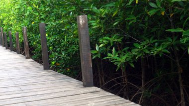 Tropikal kıyı mangrov orman